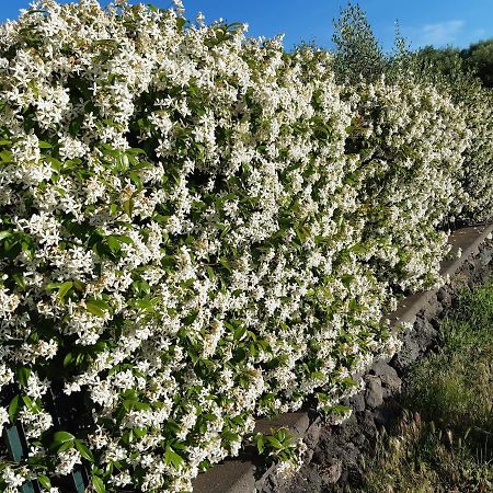 B&B Etna Ranch Piedimonte Etneo Eksteriør bilde